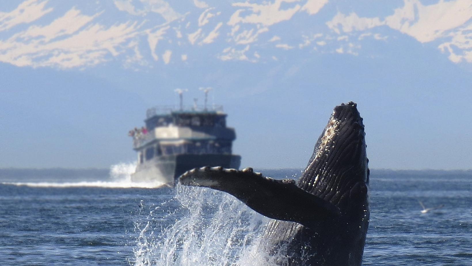 Awesome facts about humpback whales