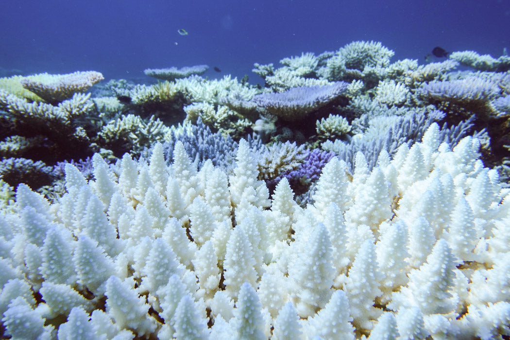 What you should know about coral bleaching