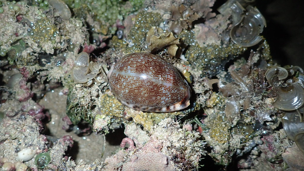 Cowrie shells types