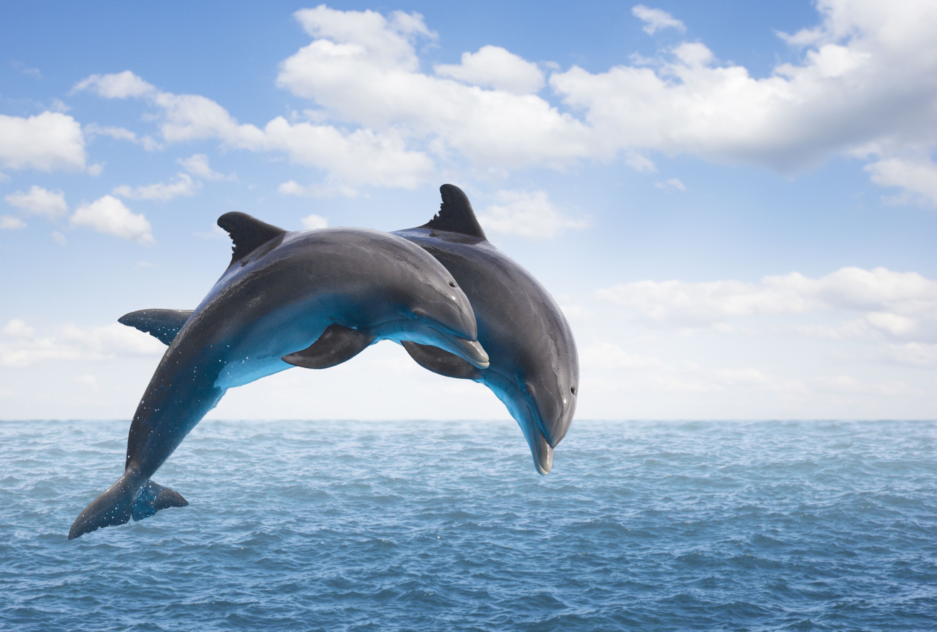 How can we save the dolphins from being endangered