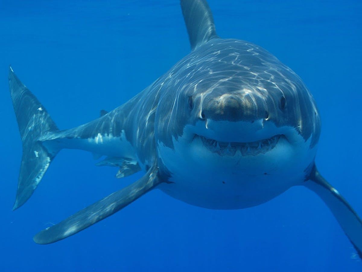 Are sharks endangered