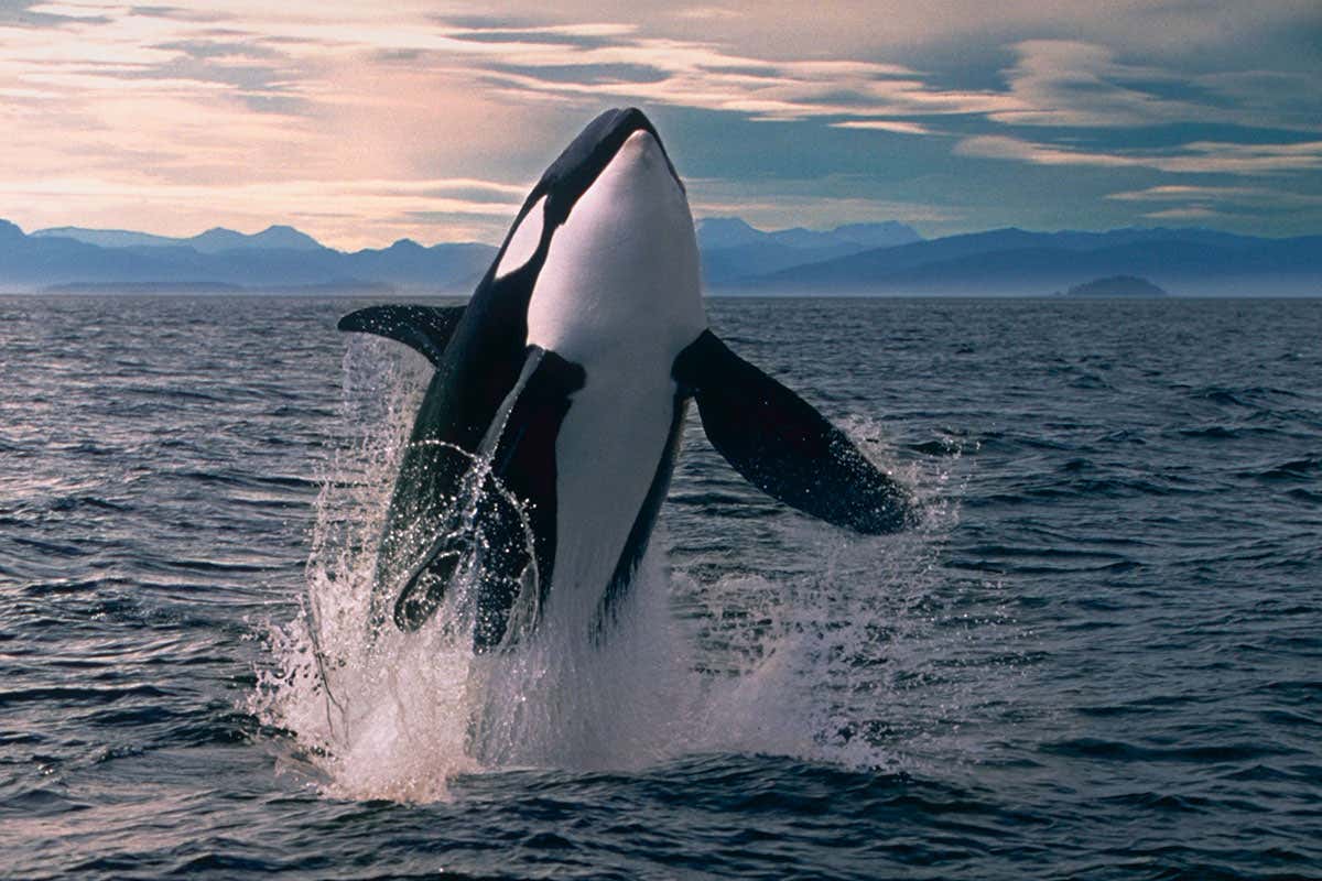 Interesting facts about orcas