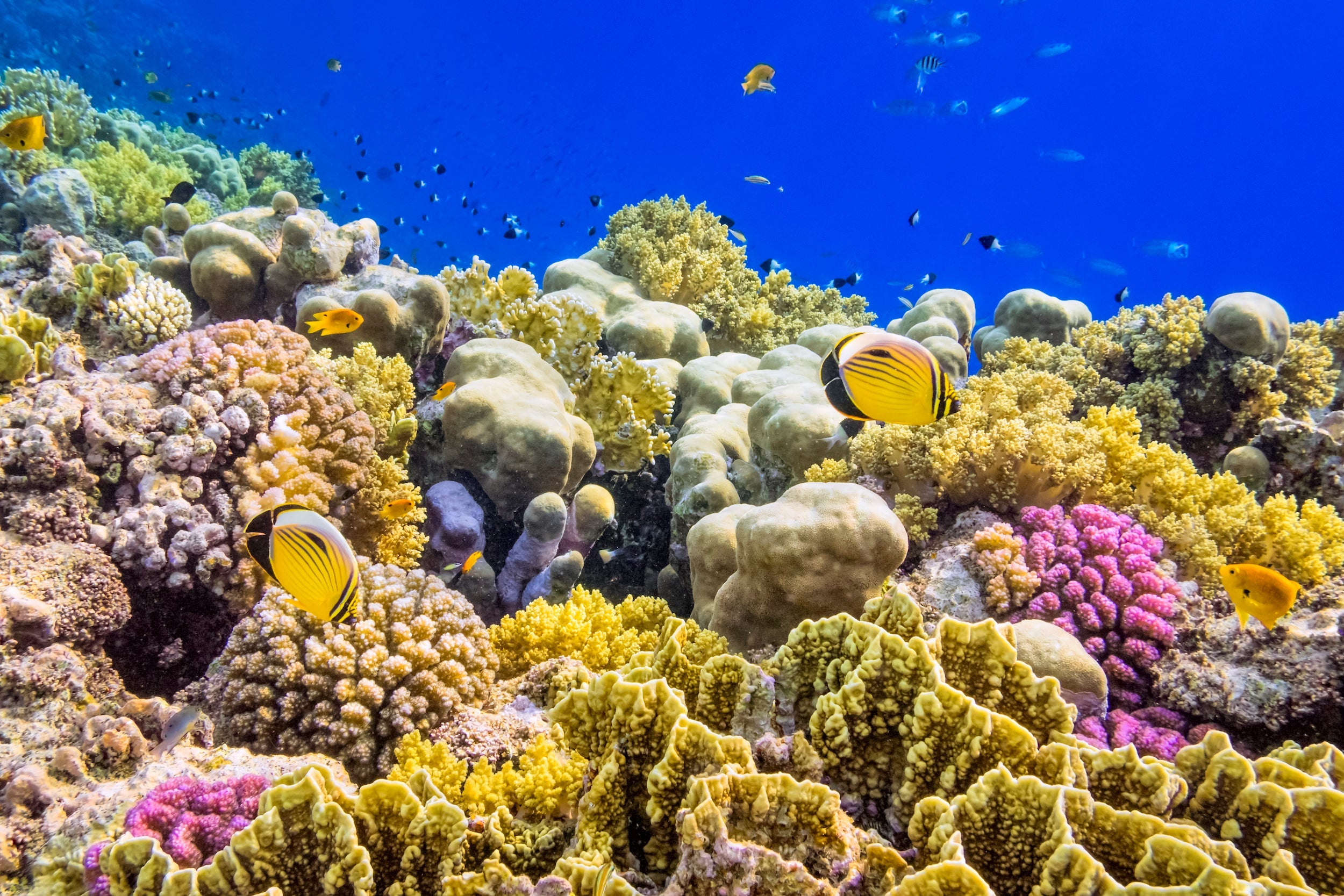 Where can you find coral reefs