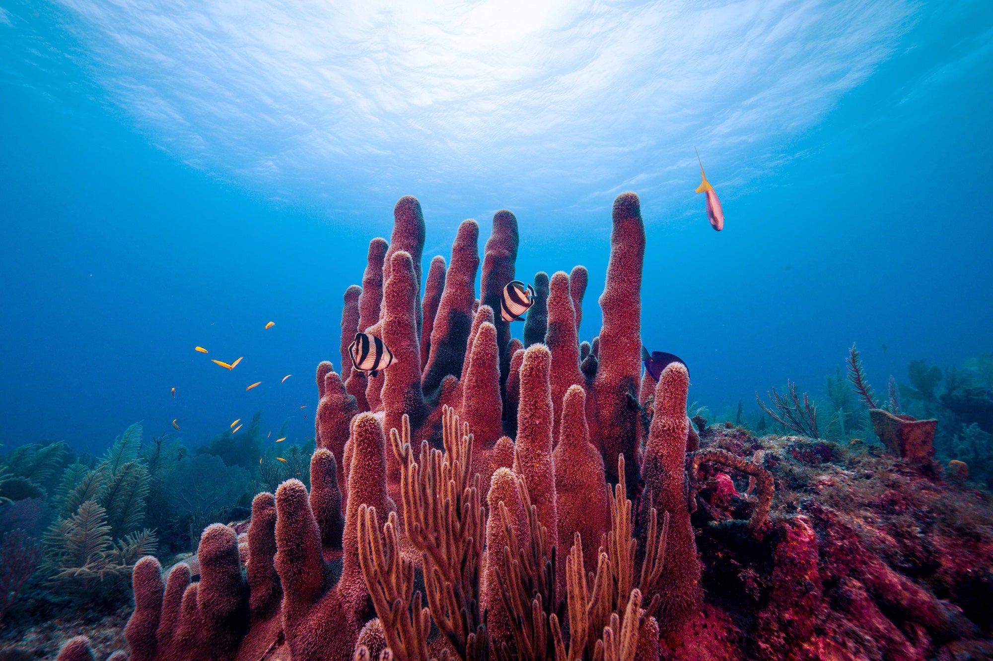 Coral reefs in the ocean