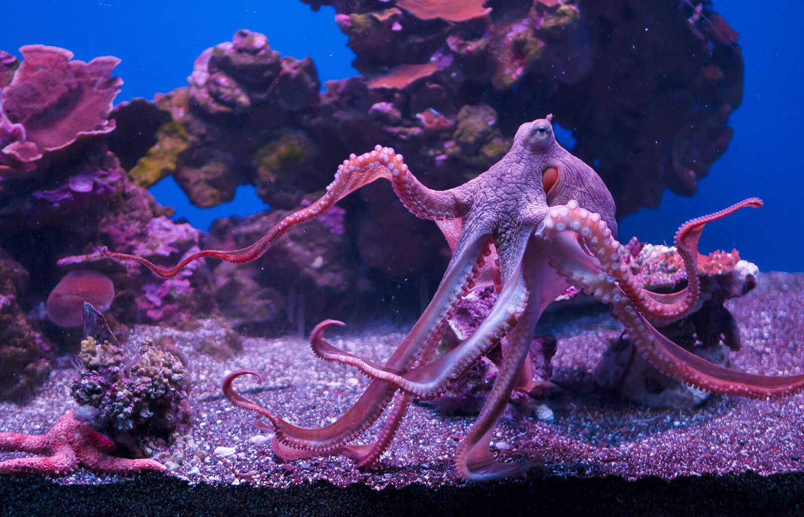 Types of unique octopus