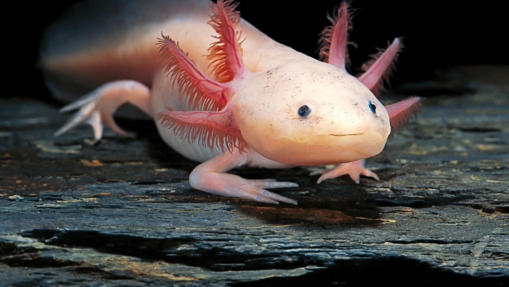 Adorable pink sea animals