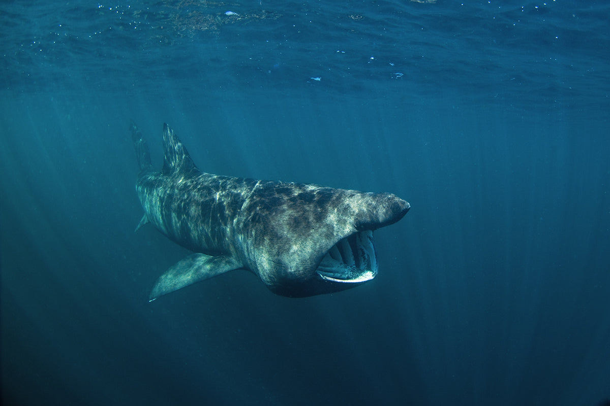 Surprising big sharks in the world