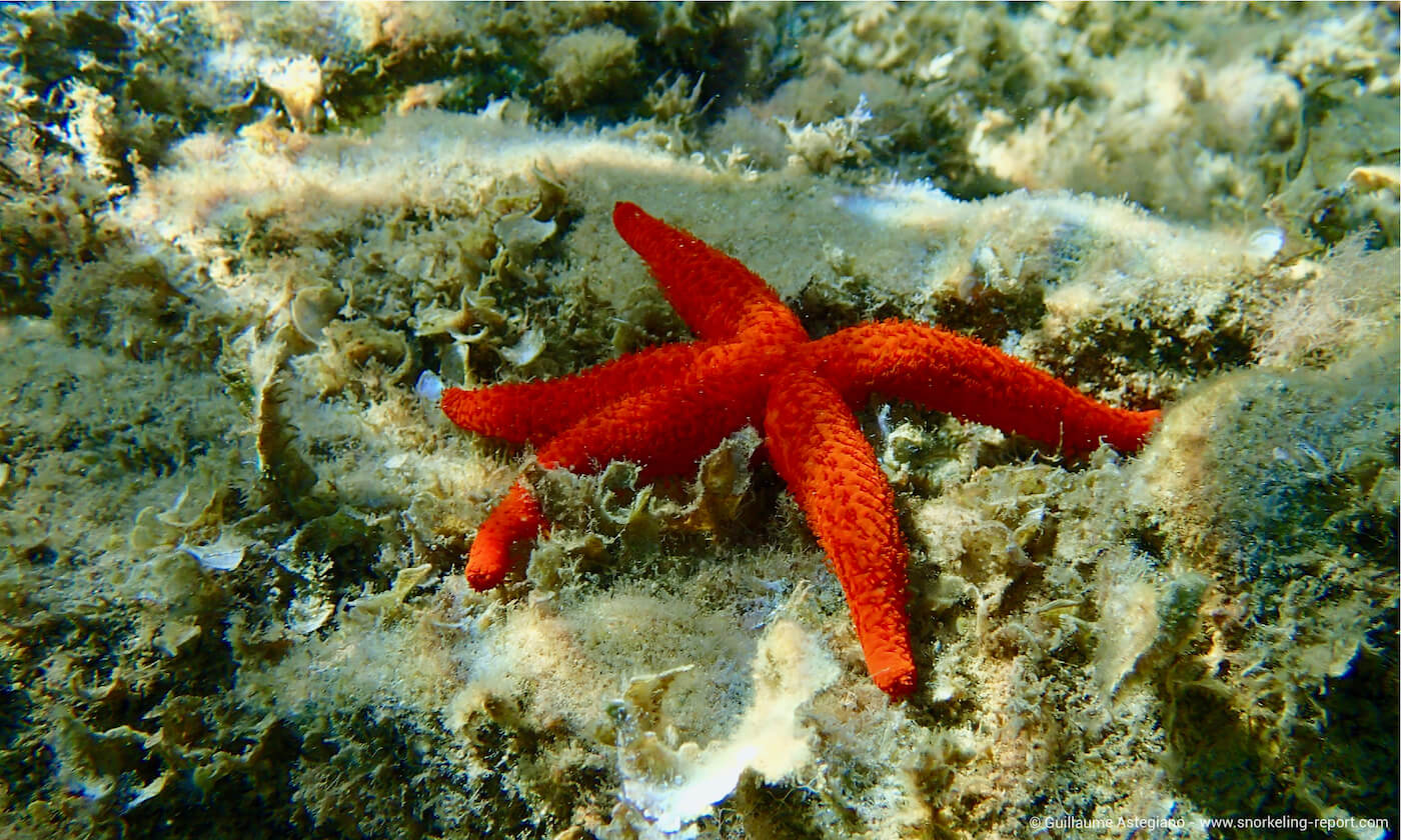 Types of amazing different star fish