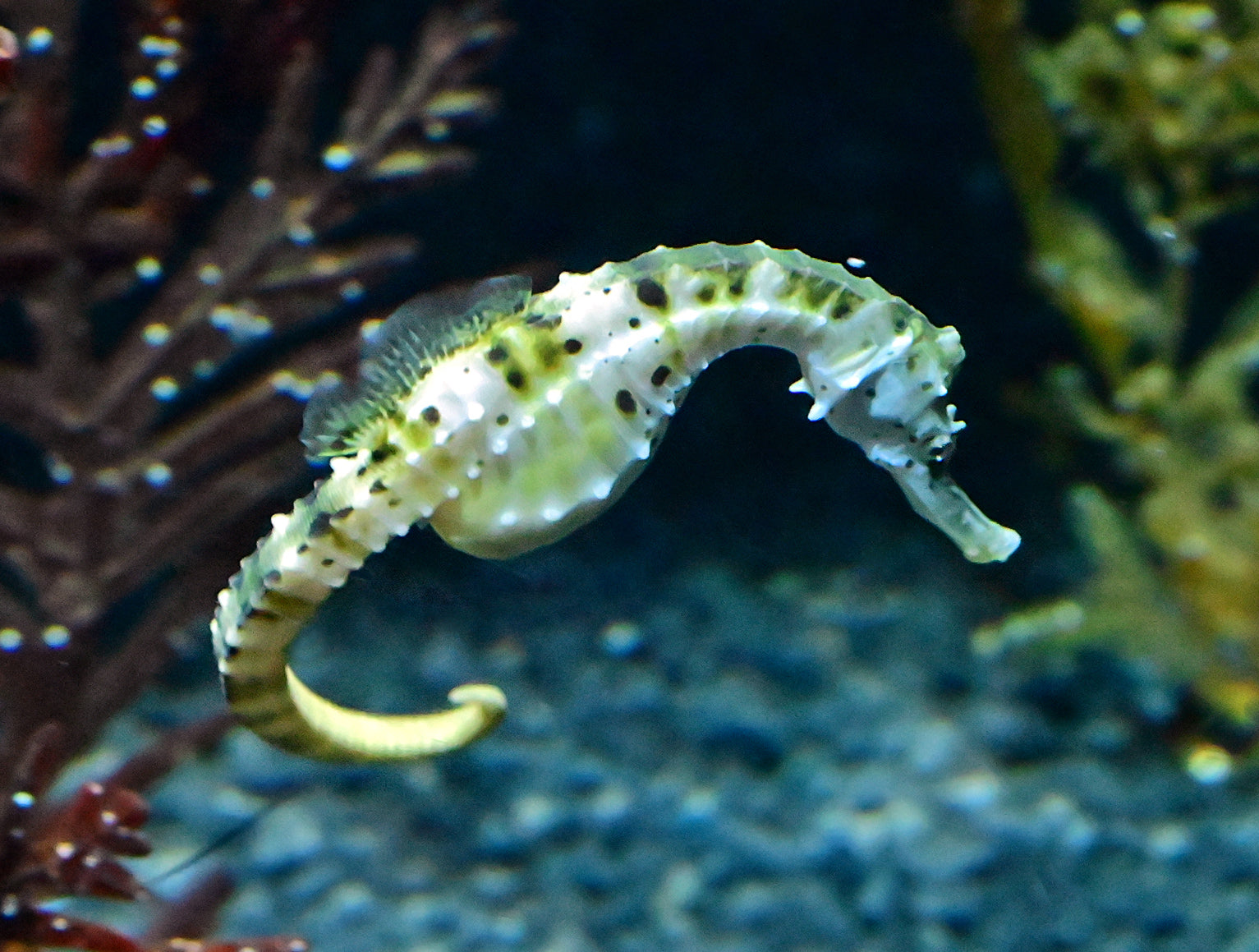 Amazing types of seahorse