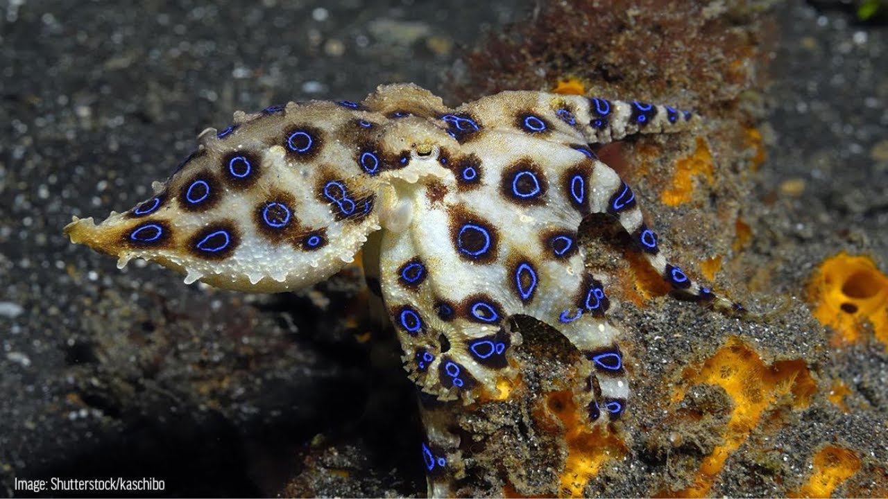 Surprising types of octopus