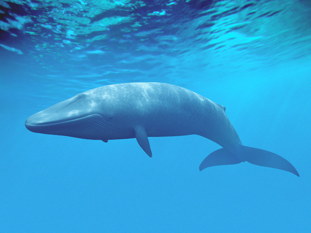 What do blue whales eat to survive