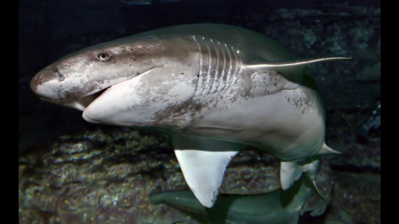 Sharks found in the ocean