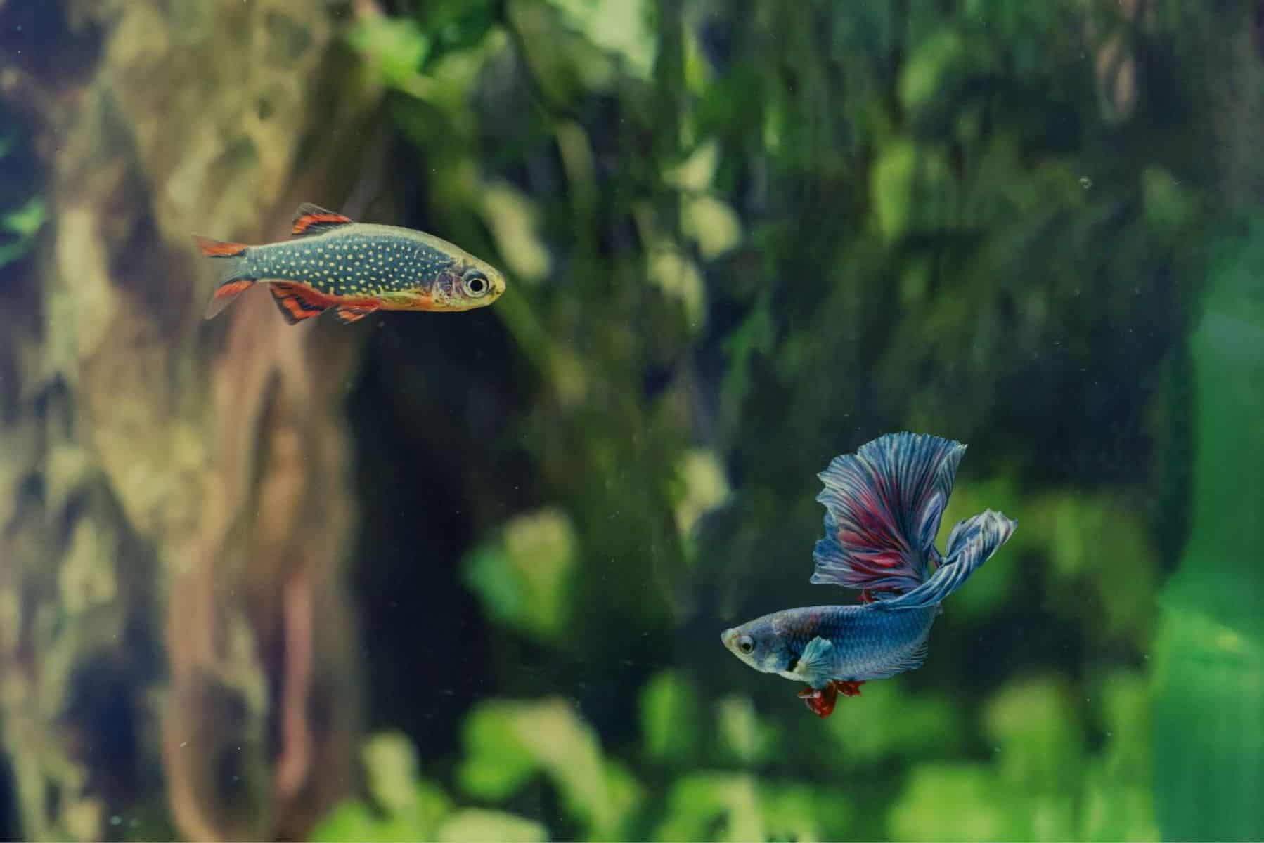 Unique and smallest fishes in the ocean