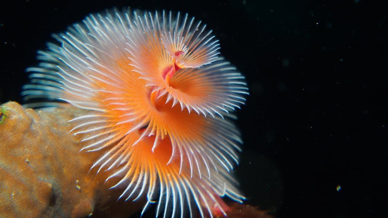 Distinctive and cool sea creatures