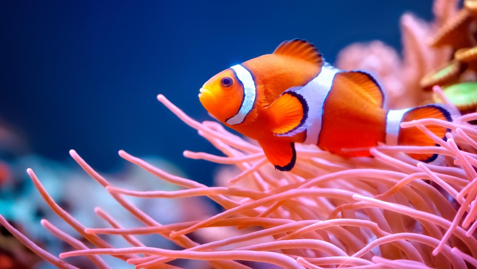 Beautiful coral reef animals