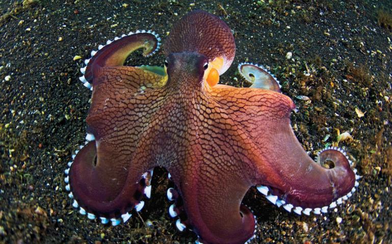 Unique animals found in the ocean