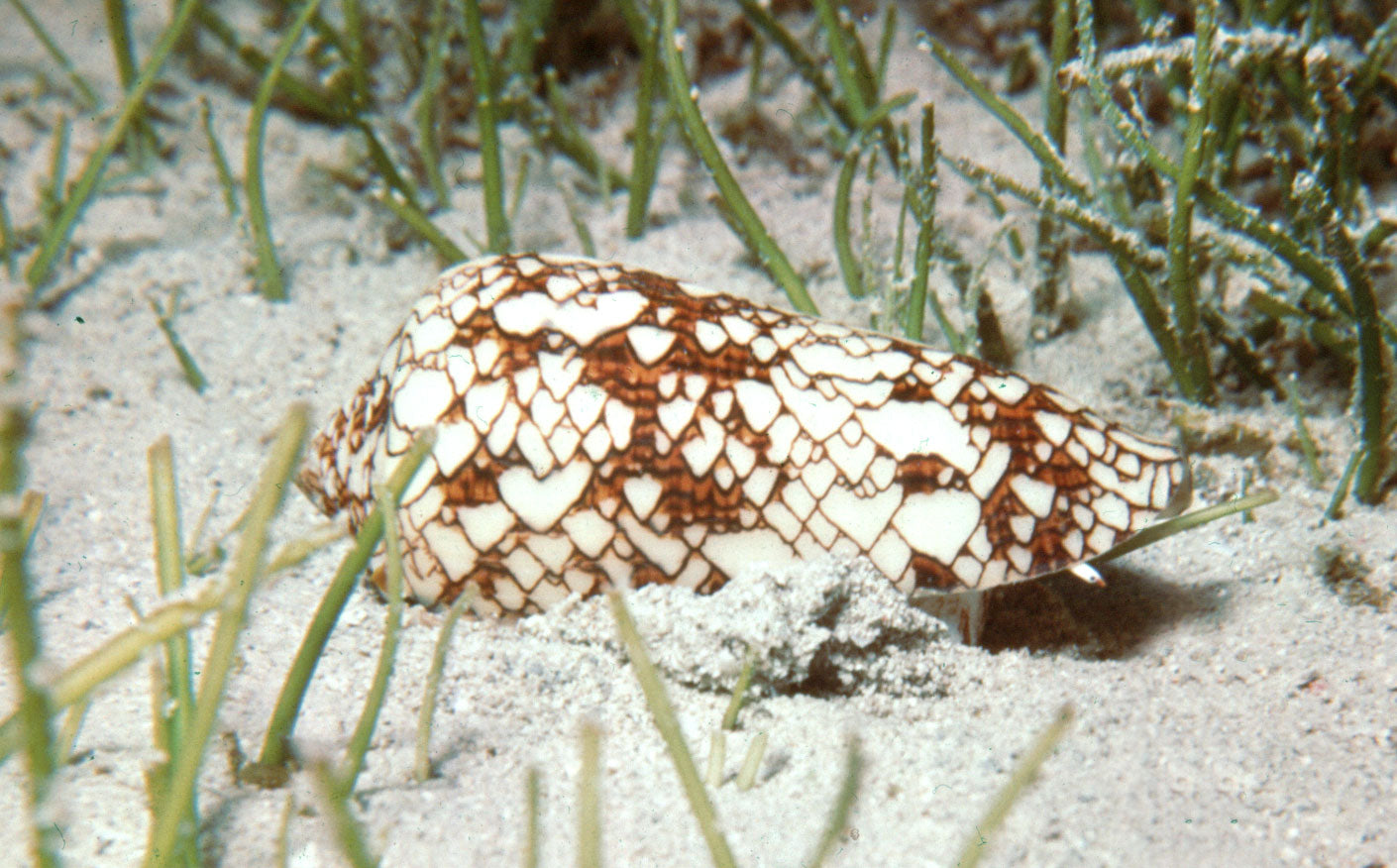 Uncommon types of seashells