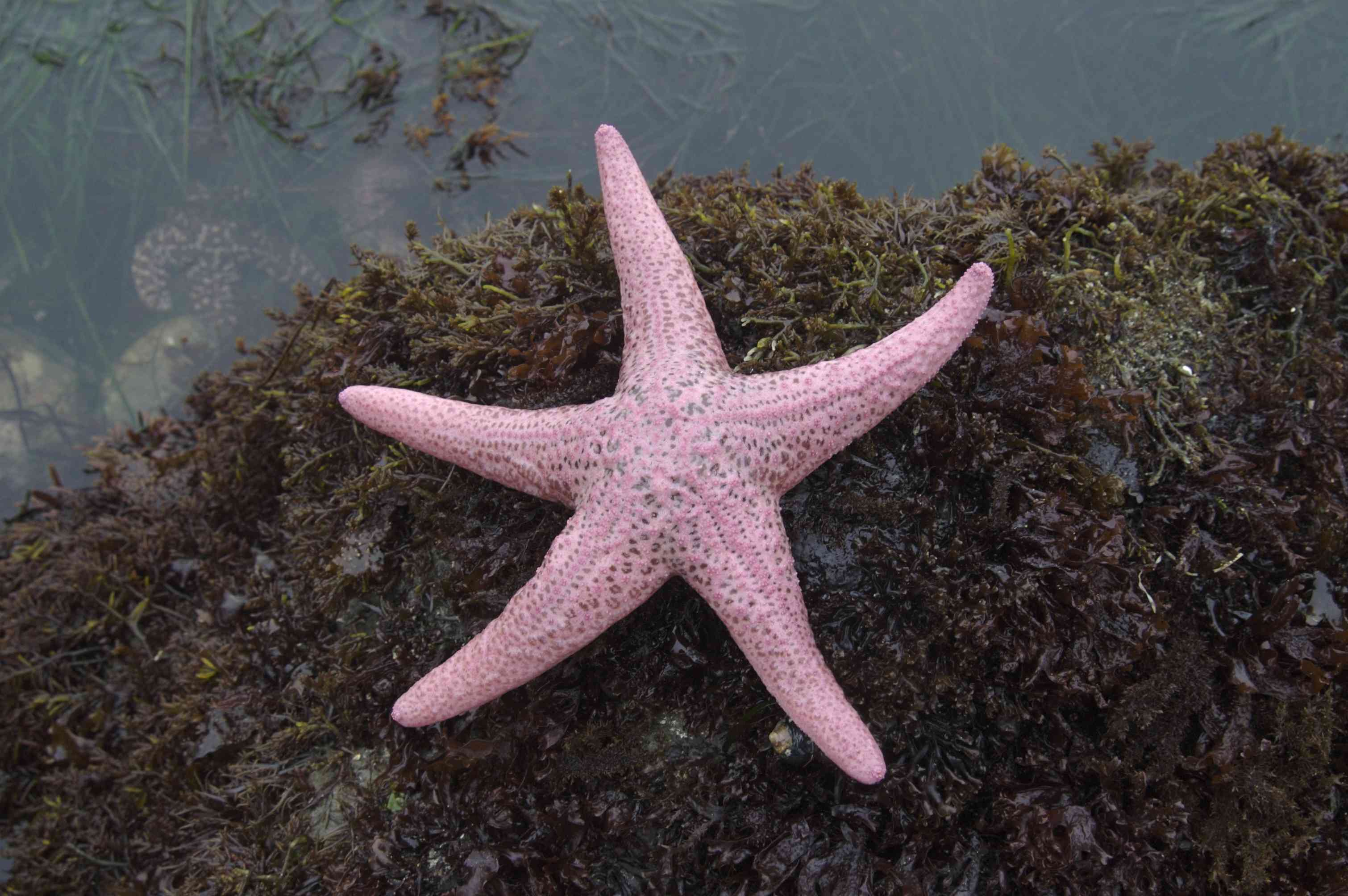 Starfish types
