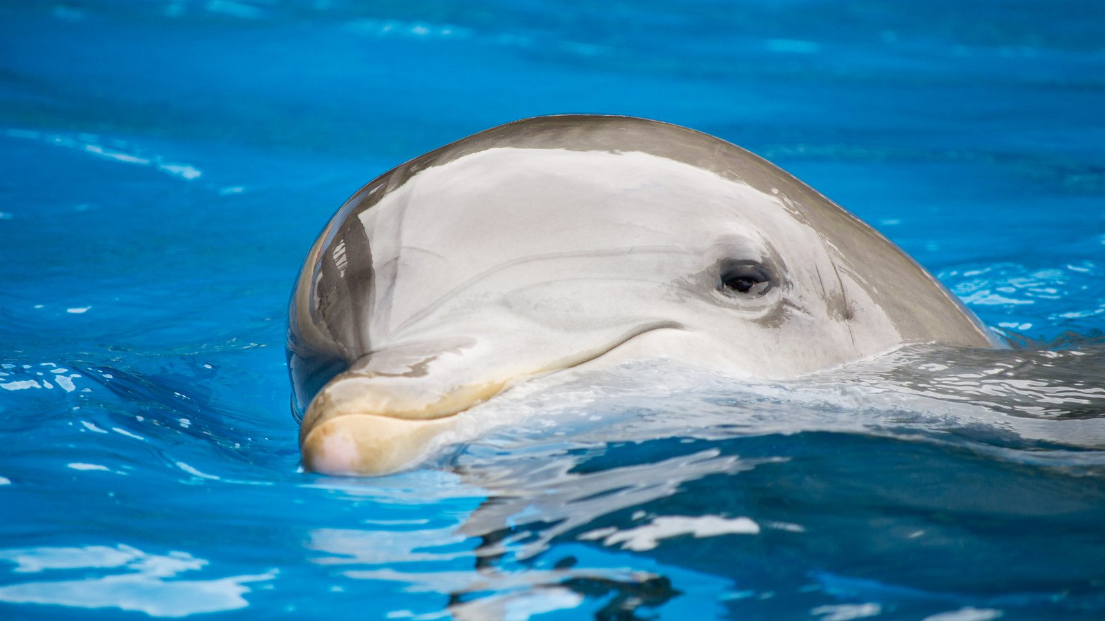 Unique dolphin fun facts