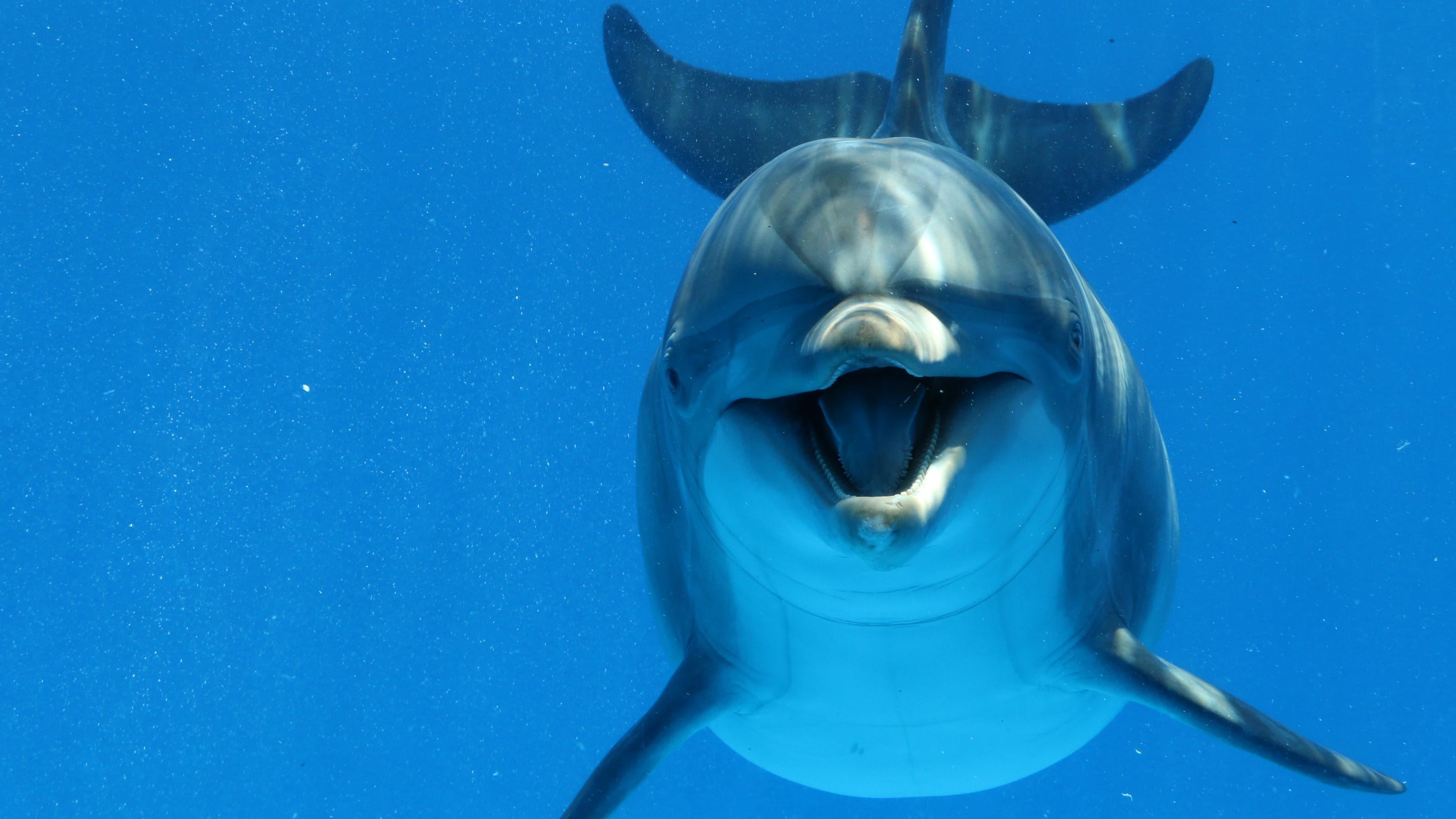 Fascinating dolphin fun facts