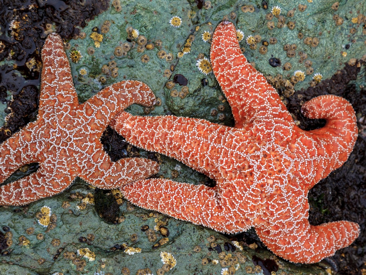 Starfish amazing colors