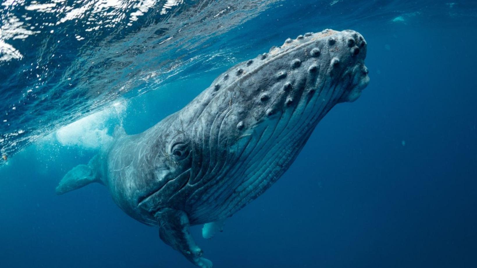 Fascinating facts about humpback whales