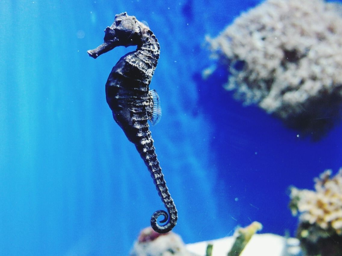 Seahorse facts