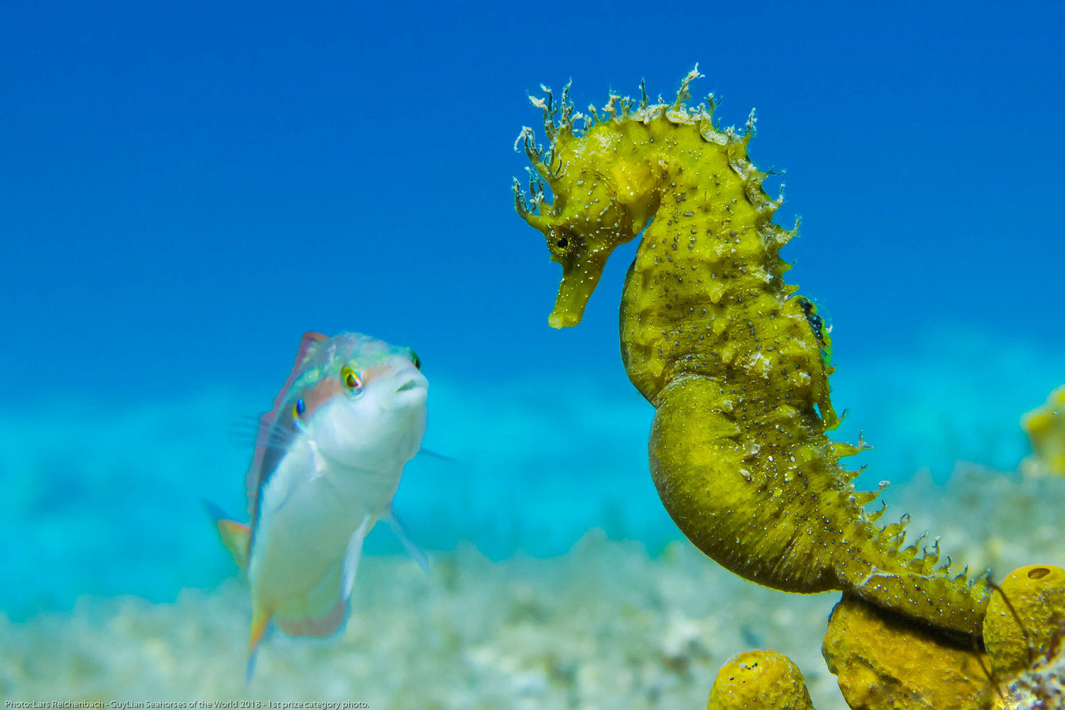 Mysterious pregnancy of a seahorse