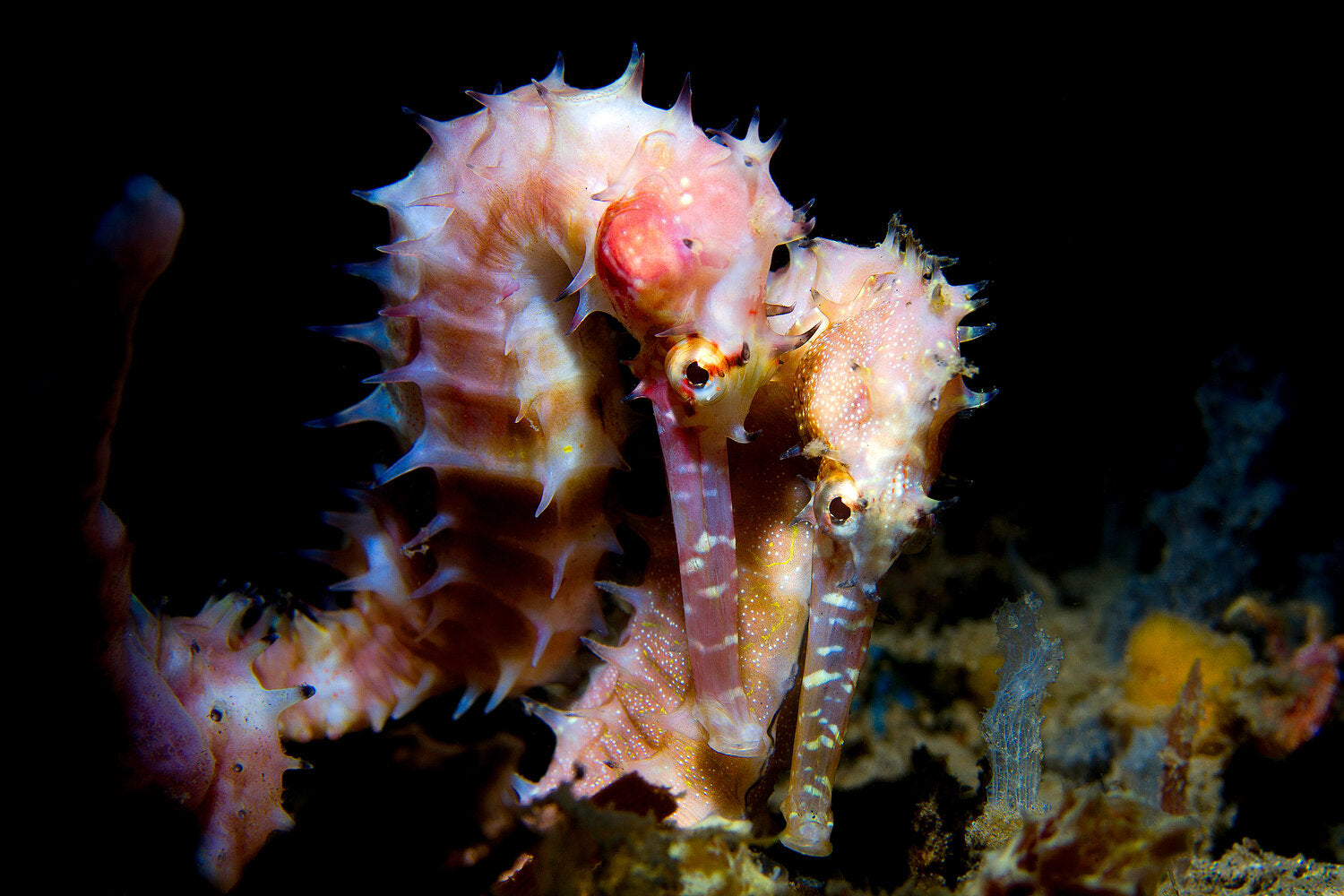 Amazing facts about seahorse pregnancy