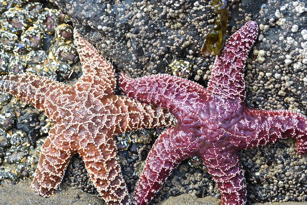 Starfish reproduction cycle