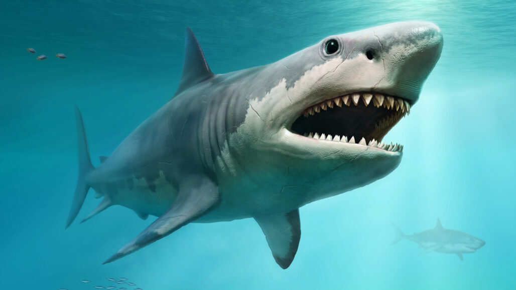 Interesting facts about sharks