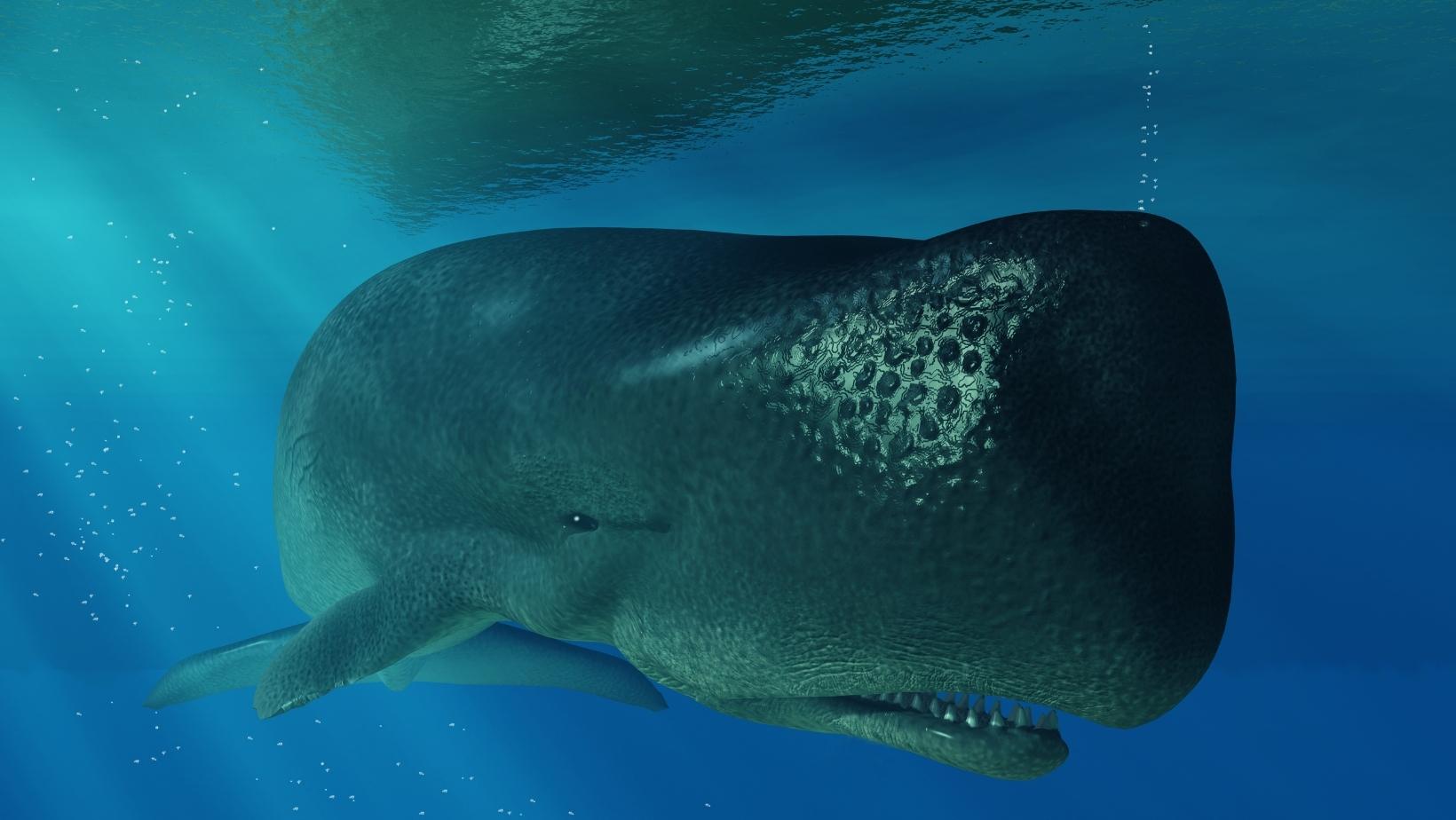 Interesting facts about sperm whales