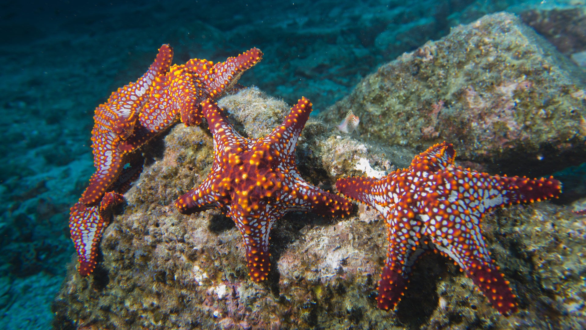 Do starfish have brain facts