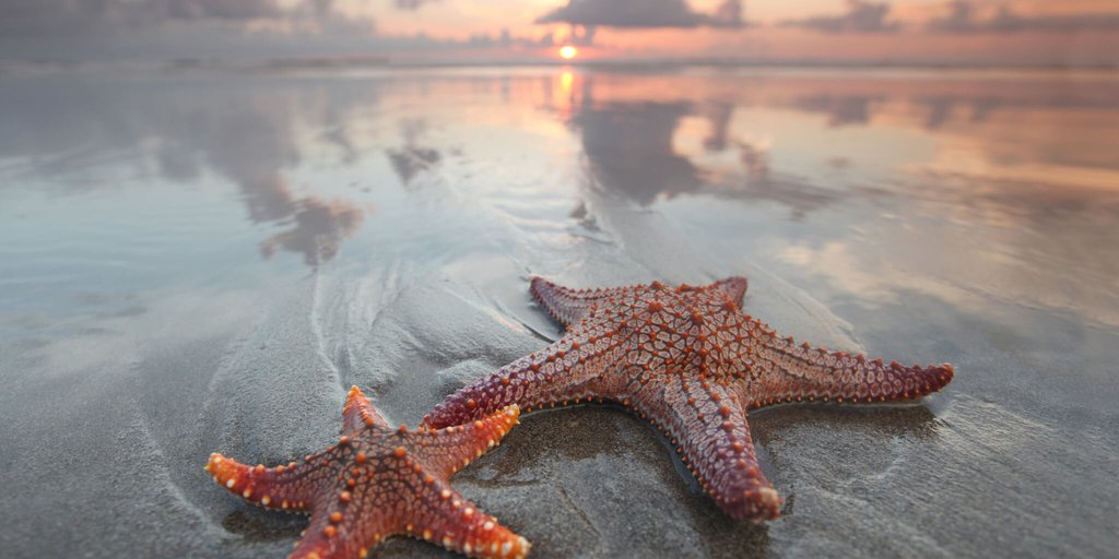Facts about brains of starfish