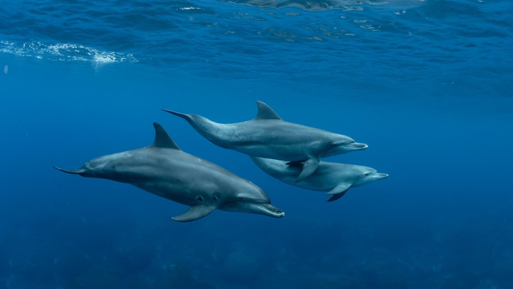 Cute and cool sea animals - Dolphins
