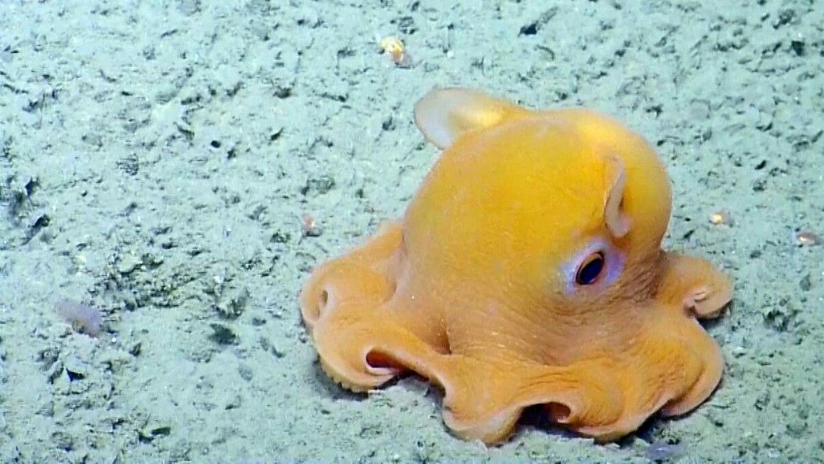 Surprising animals you need to know in mariana trench 