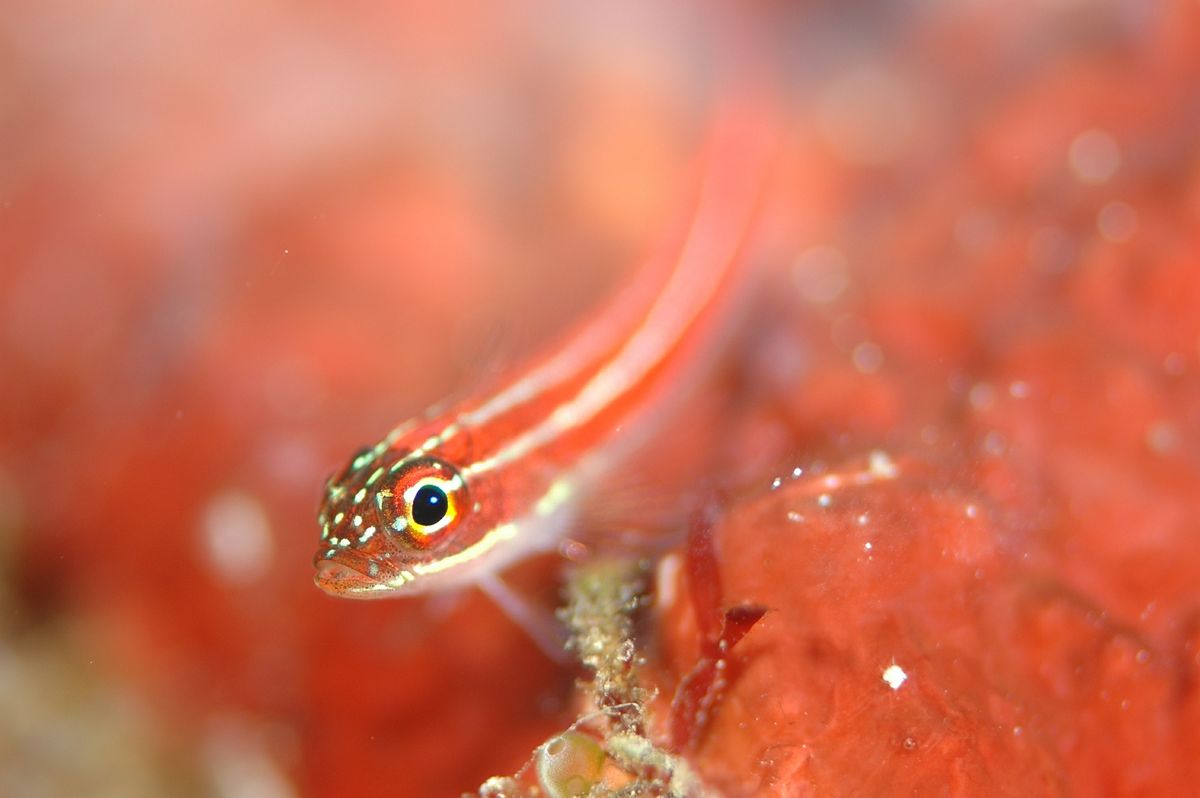 Cutest and smallest fishes in the ocean