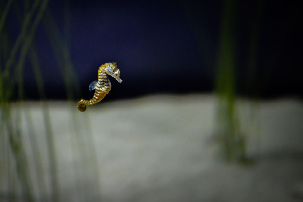 Types of seahorse you must know