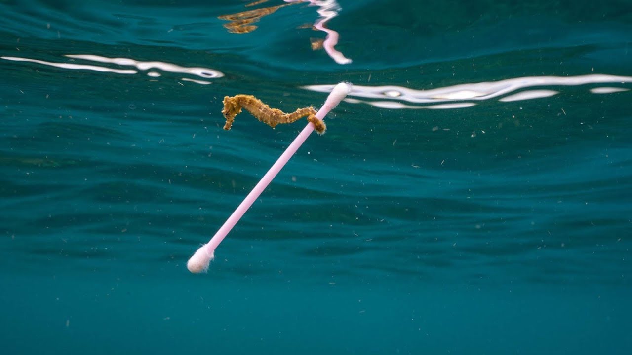 Mind-blowing effects of ocean pollution