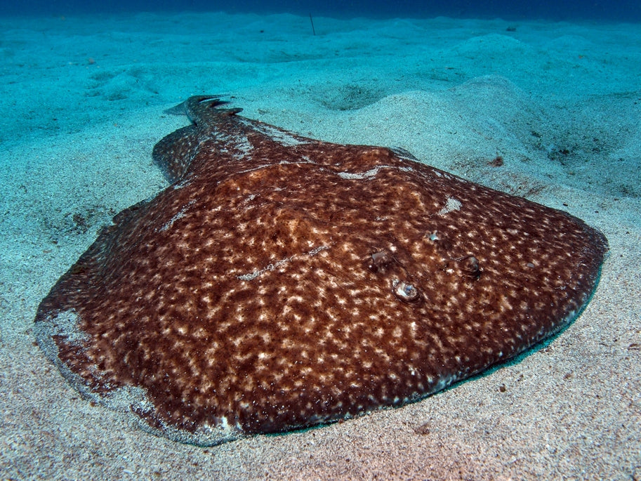 Types of manta rays you need to see