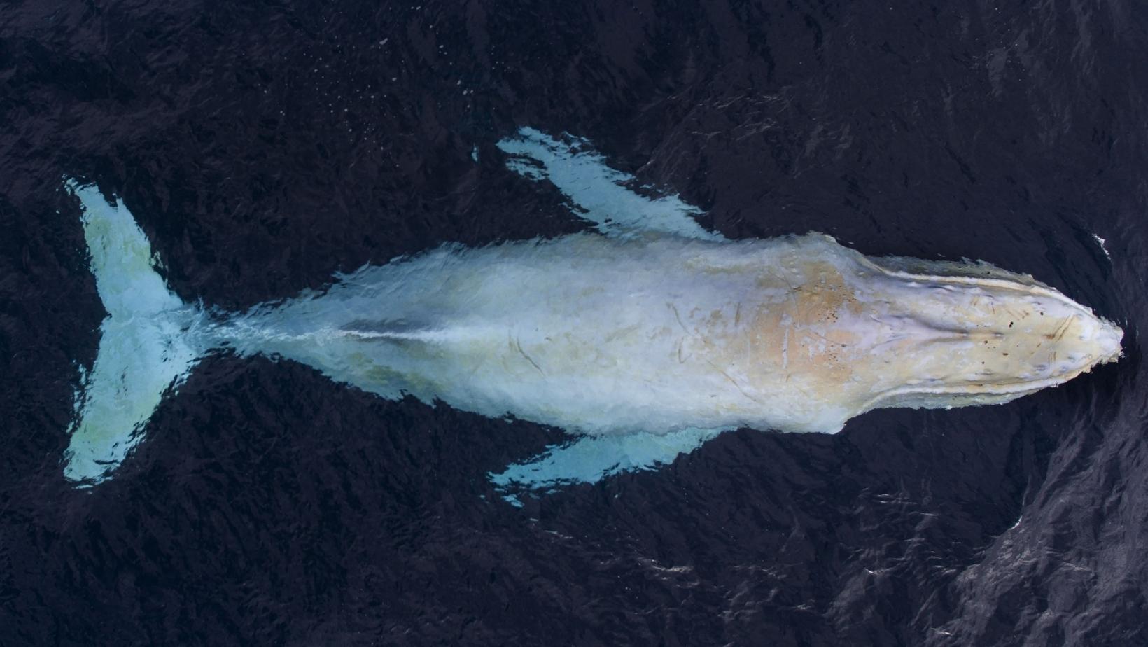 Albino whales cool facts