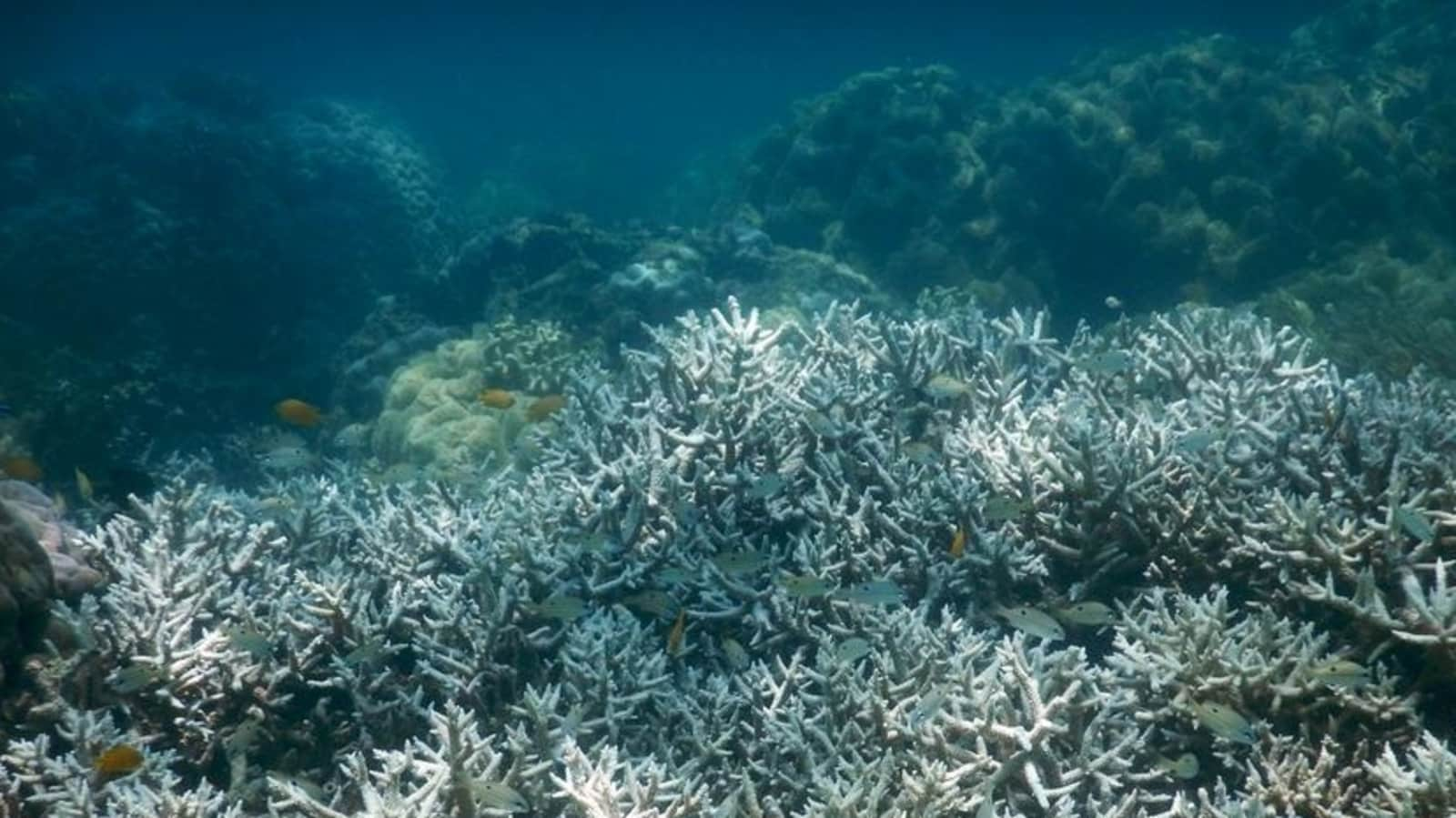 Everything You Should Know About Coral Bleaching