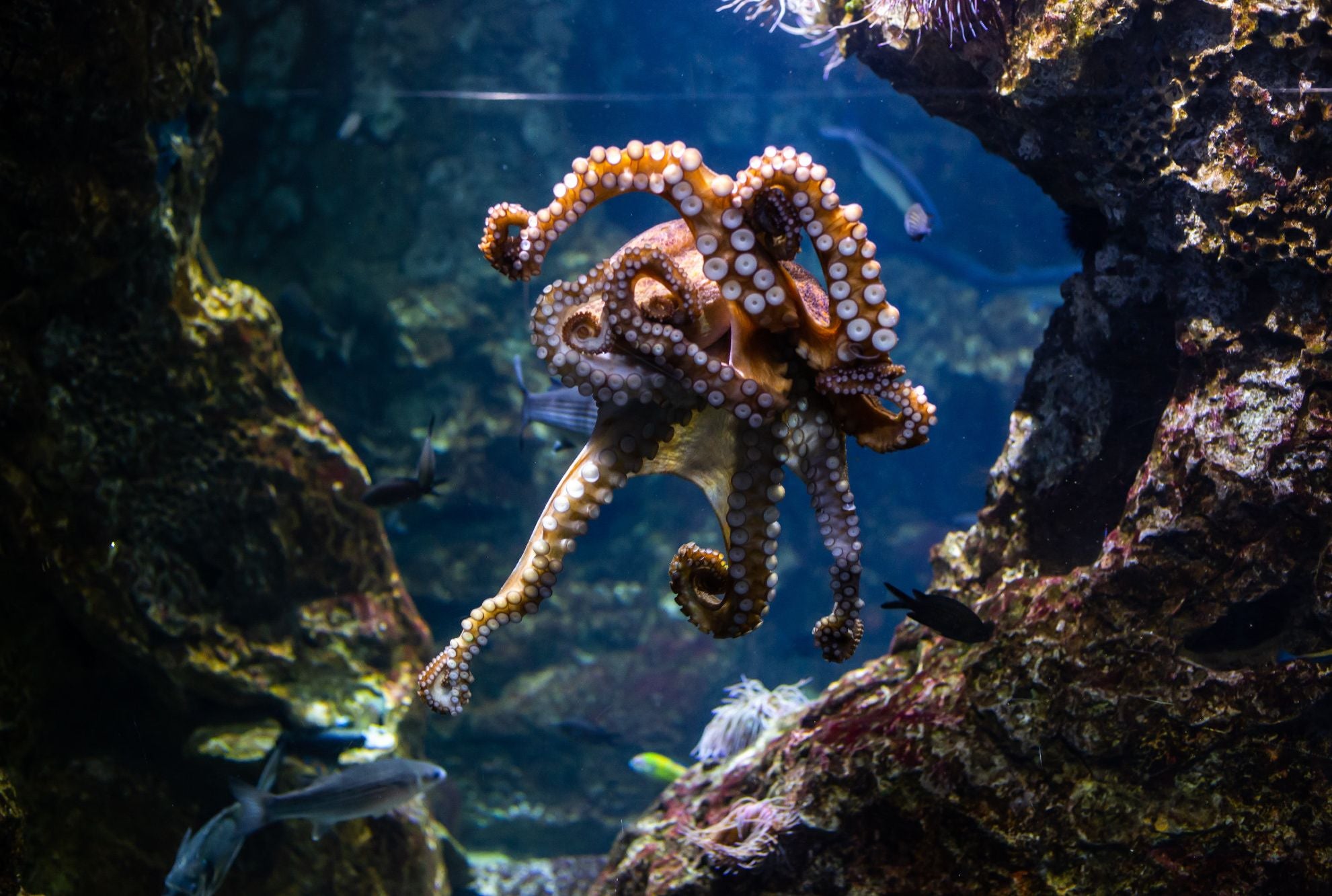 Octopus amazing life cycle