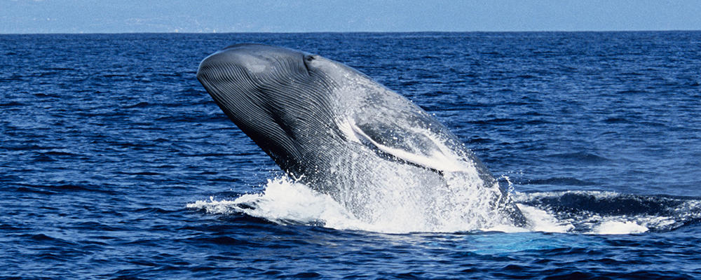 Blue whales funny facts