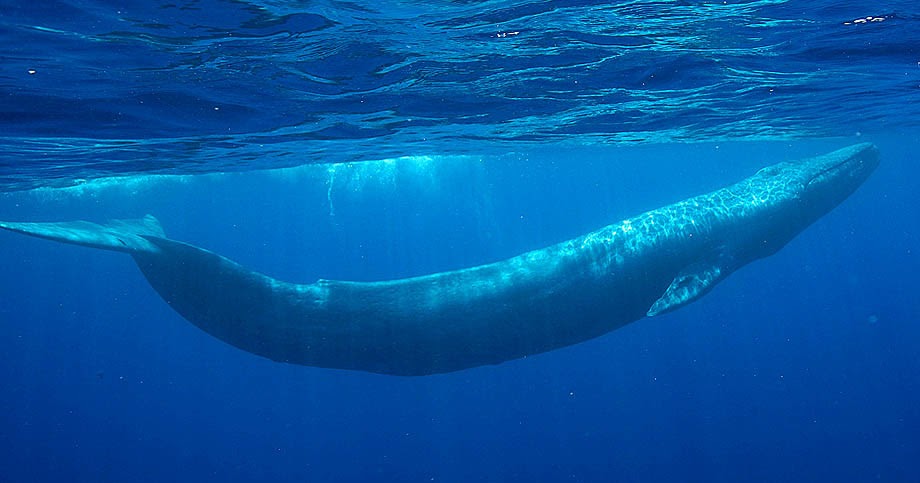 Blue whale amazing fun facts