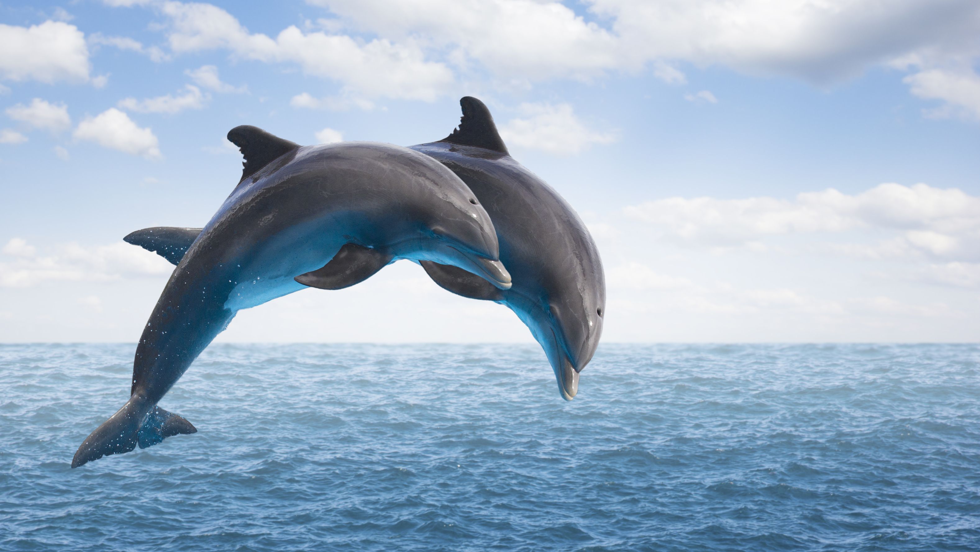 Fun and interesting facts about dolphins