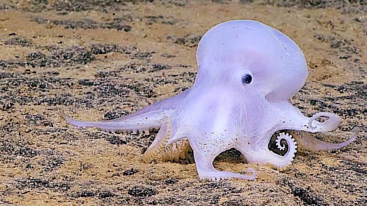 Things about dumbo octopus