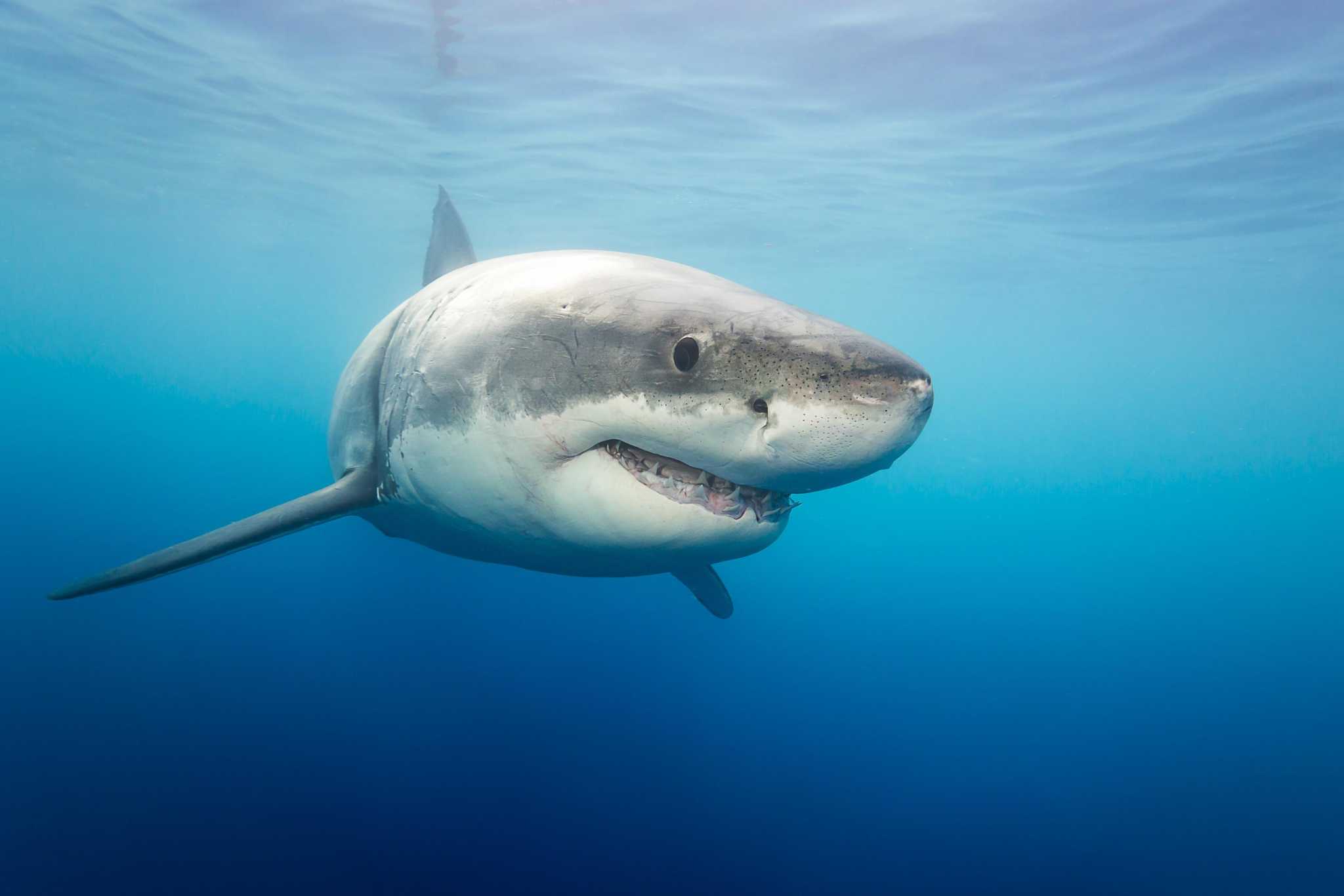 Awesome great white shark facts