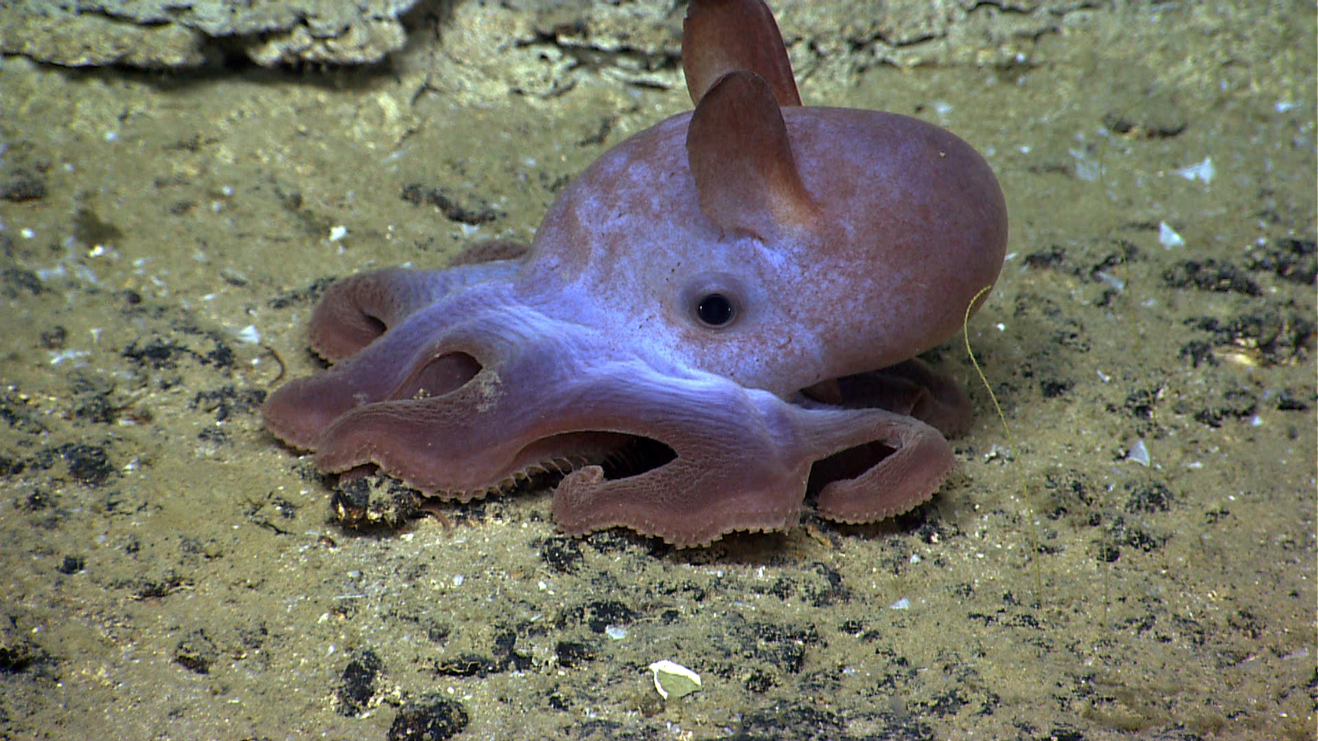 Facts about dumbo octopus