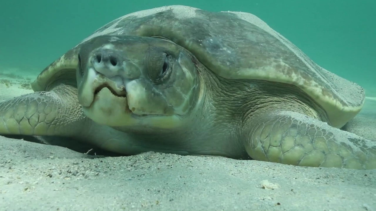 Types of turtles living in the ocean